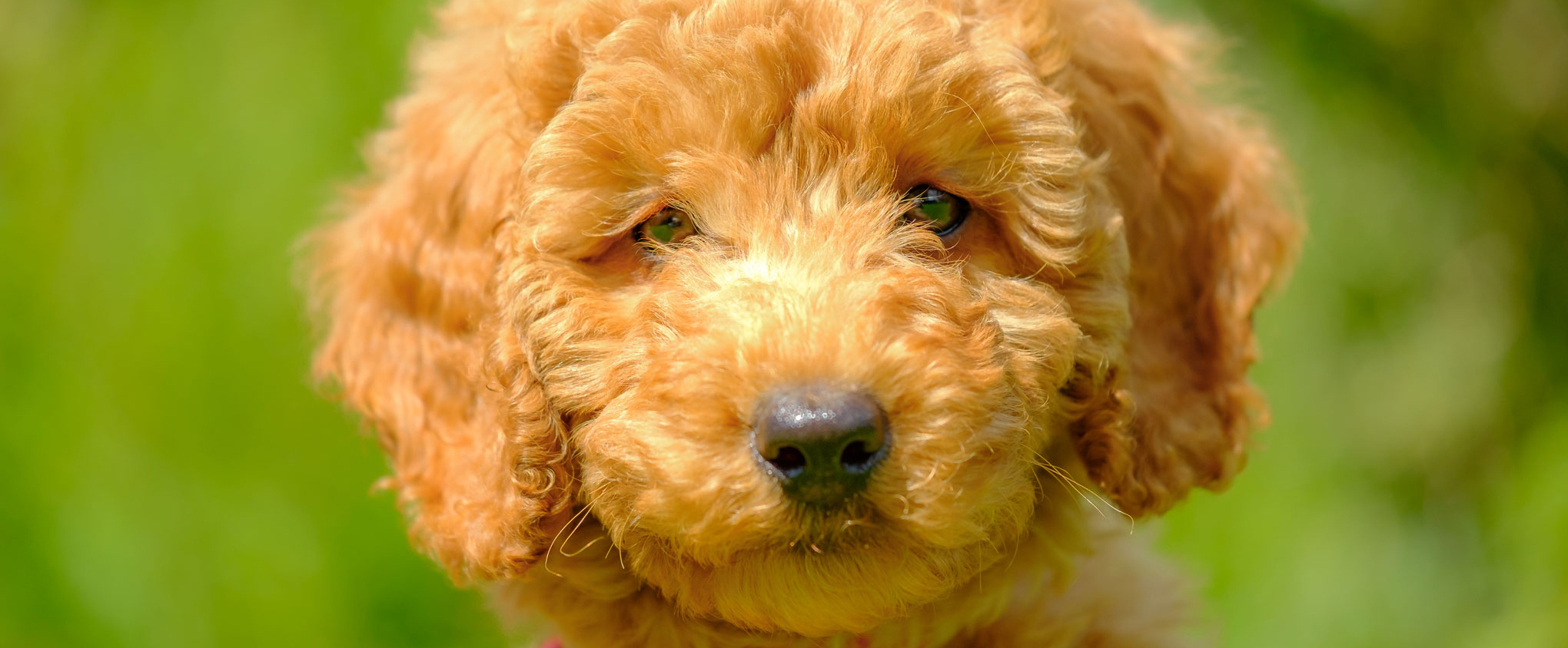 Close up of young Golden Doodle. Gold coloured coat.