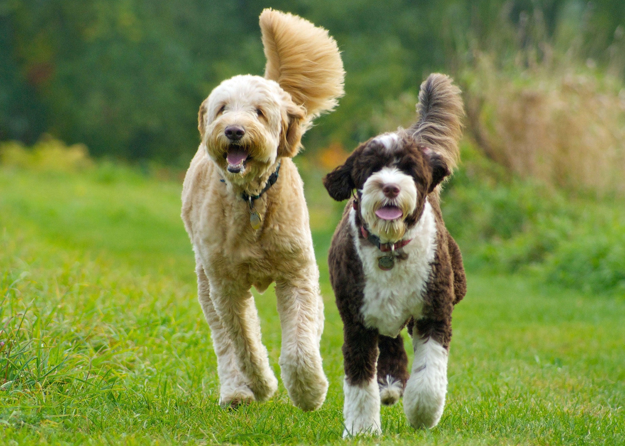 Tow golden doodles running together. One is gold coloured, the other is chocolate brown with large patches of white.