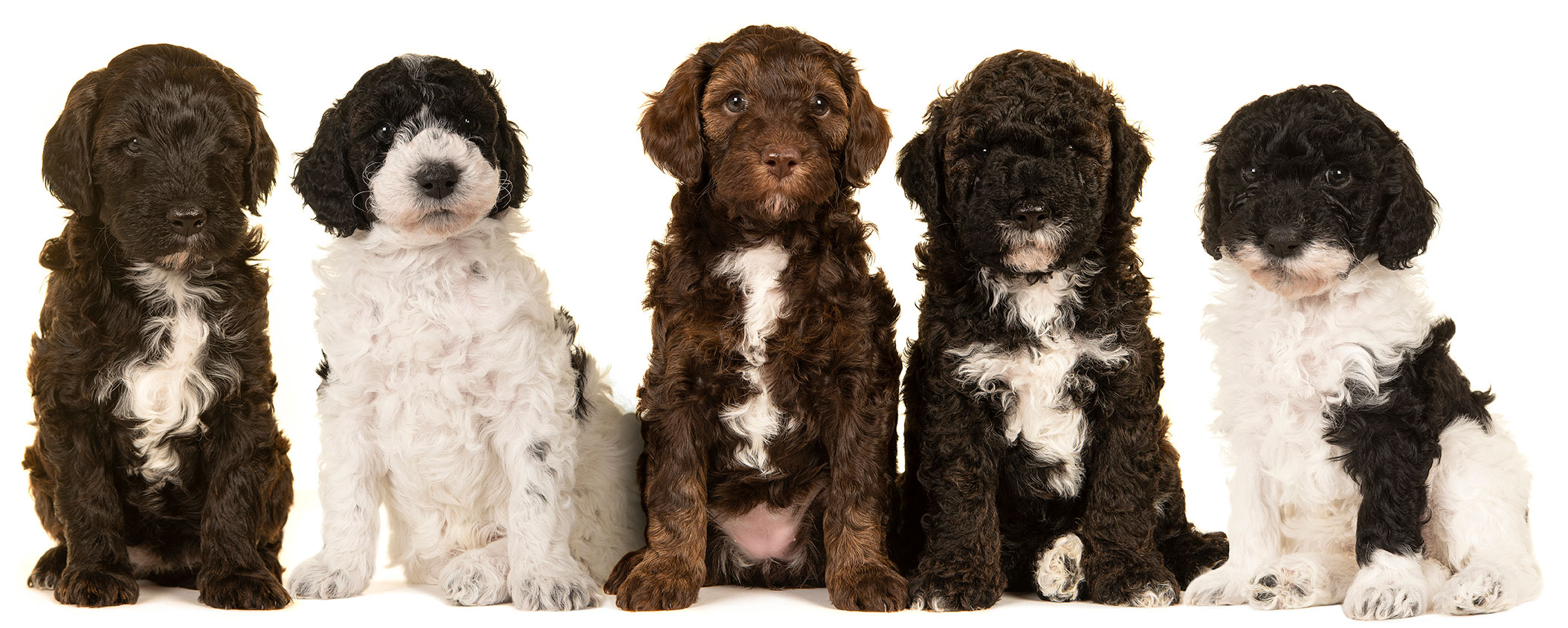 Five goldendoodle puppies standing side-by-side. Mixed colour of chocolate brown and white.