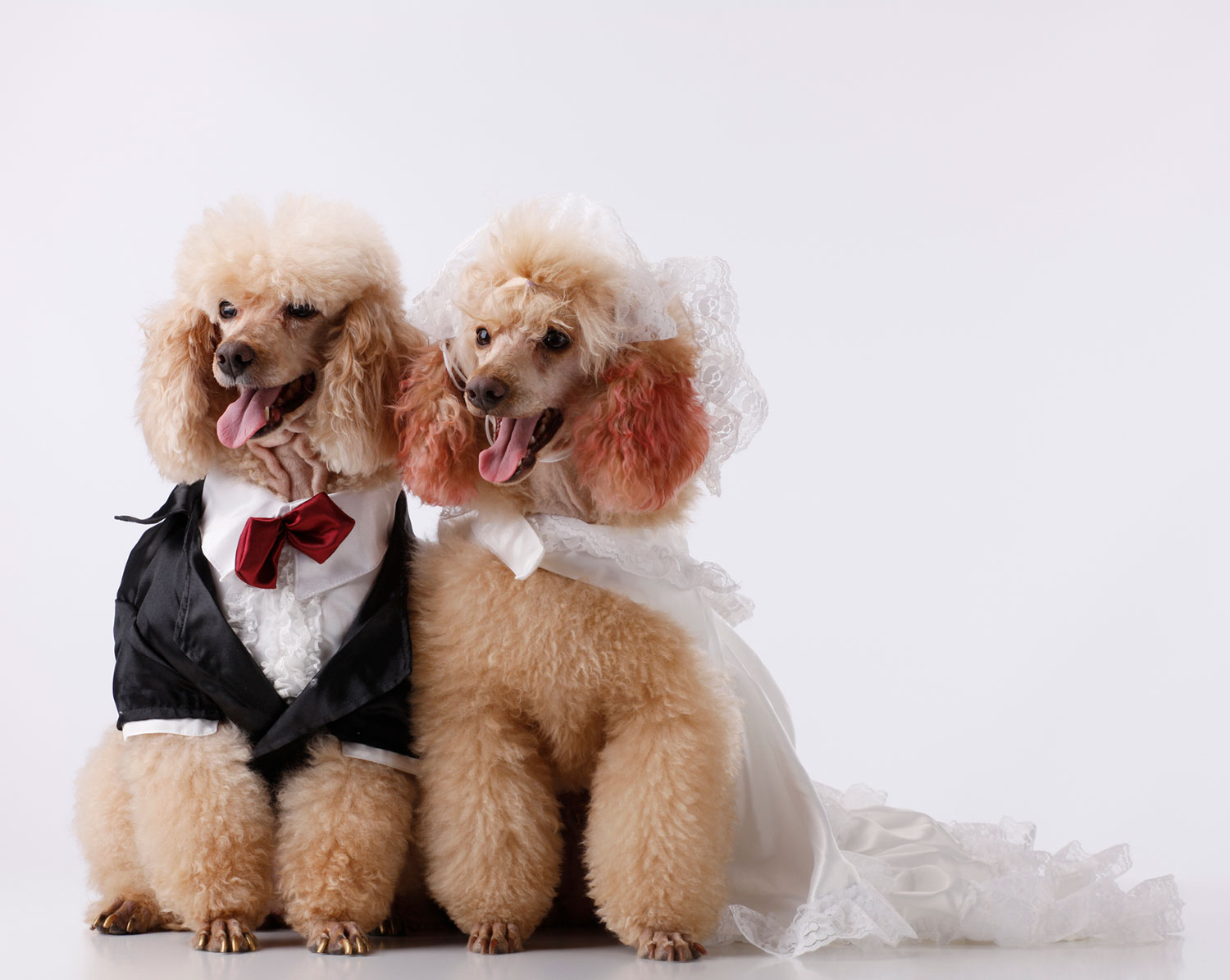 Poodles dressed as bride and groom