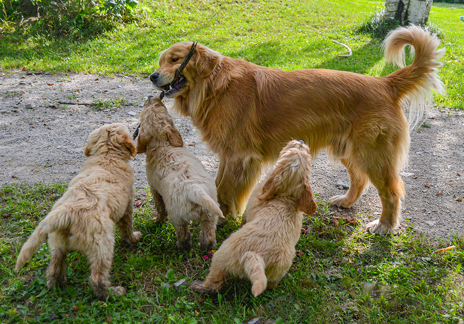 Golden retriever dad playing with his puppies