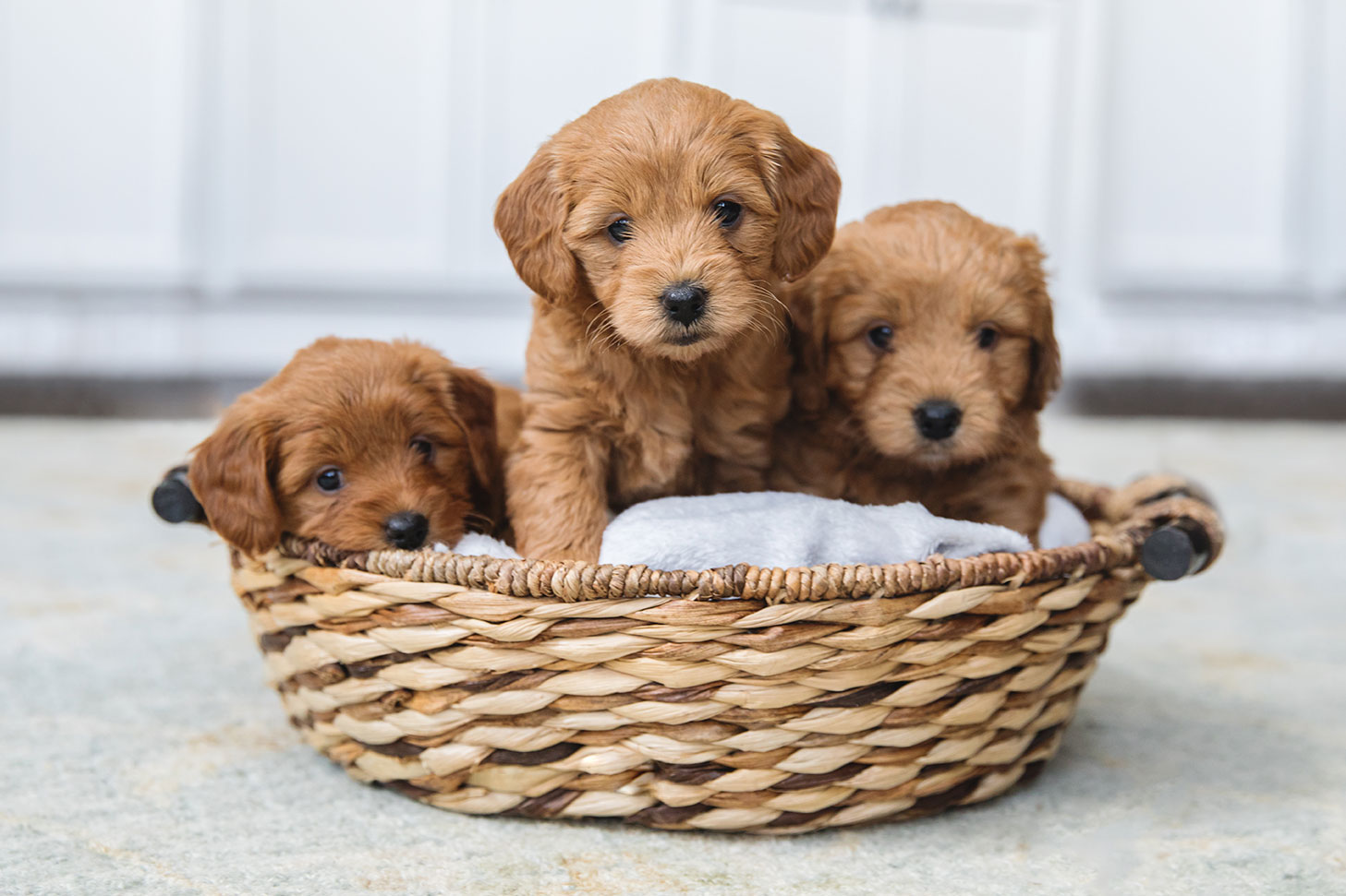 Three goldendoodle puppies ready for adoption