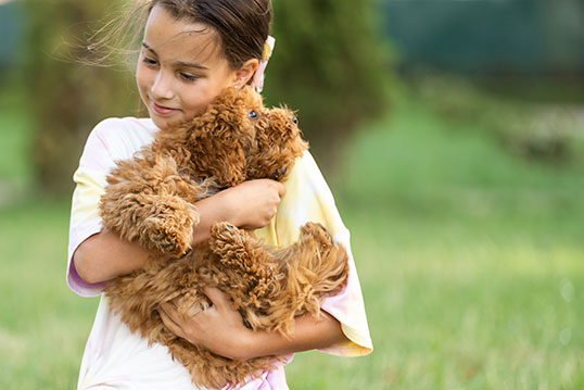 Girl lovingly holding goldendoodle puppy