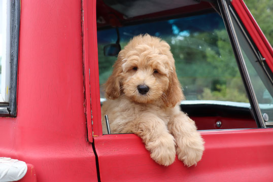 Goldendoodle puppy looking out of passenger side window of red truck.