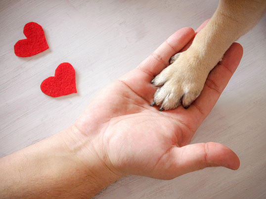 Puppy's paw in hand of master with two red felt hearts in the background.