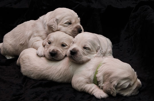 Four newborn goldendoodle puppies sleeping.