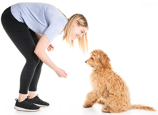 Young woman with her young goldendoodle reaching down to shake goldendoodle's paw.