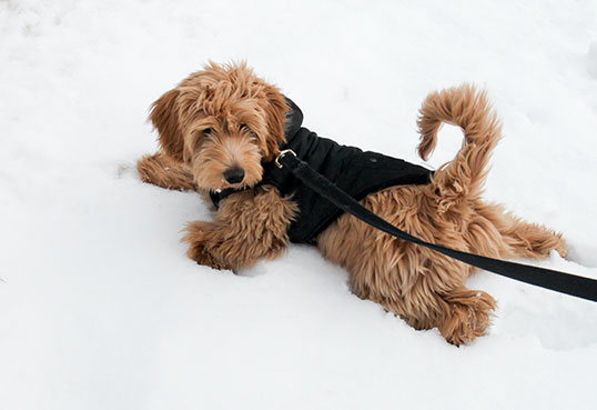 Goldendoodle puppy playing in the snow