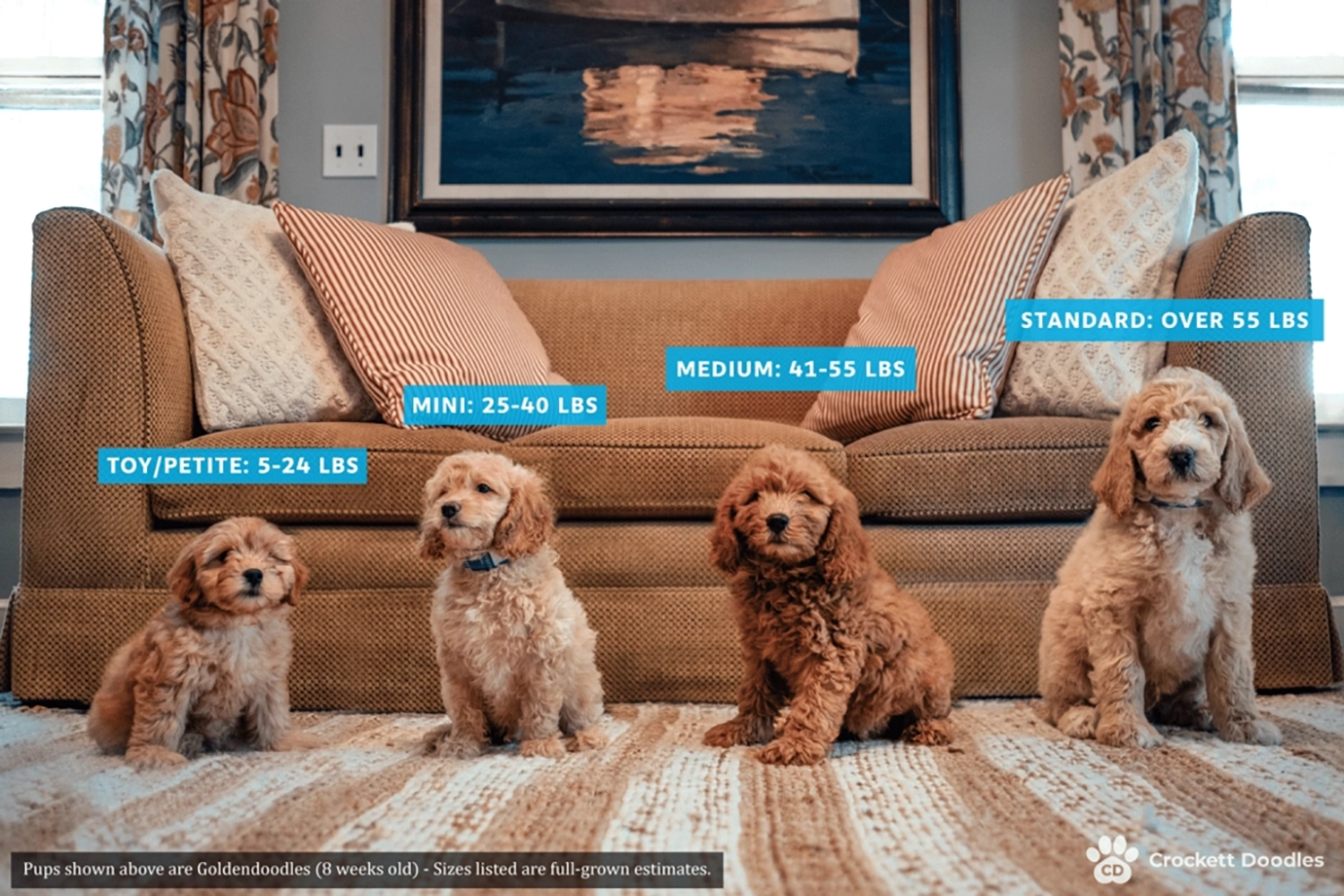 Four Goldendoodles in each size class sitting in front of sofa.