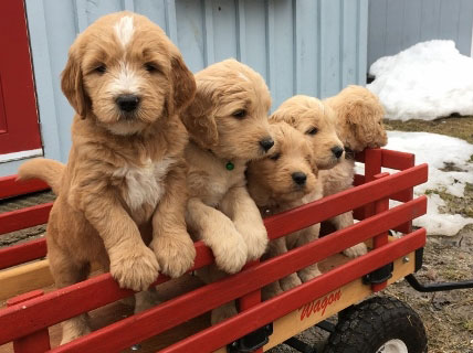 Red pull wagon filled with five Goldendoodle puppies