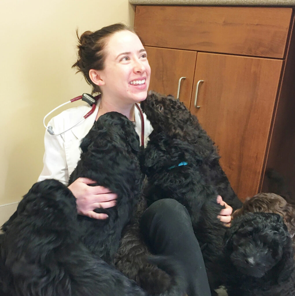 Veterinarian swarmed by black Goldendoodle puppies