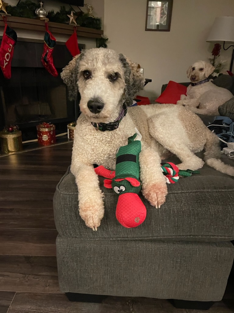 Goldendoodle with Christmas toy.
