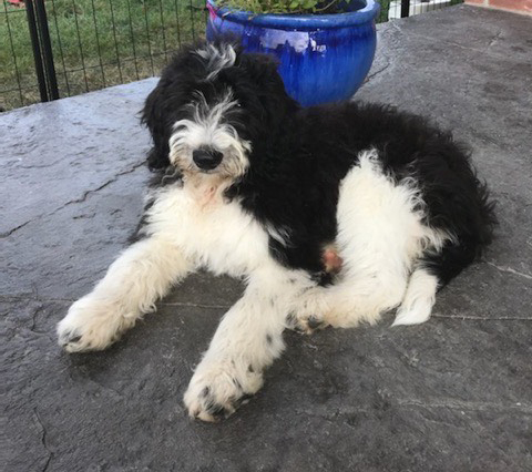 Black and white goldendoodle on porch