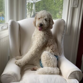 Goldendoodle named Kayleigh