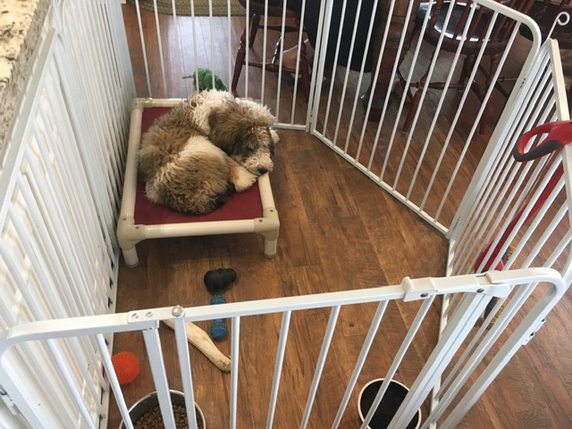 Goldendoodle resting in puppy pen
