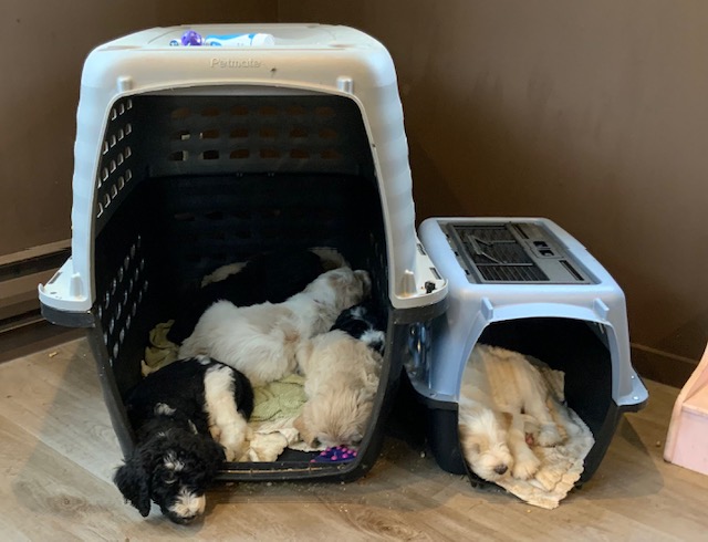 Puppies sleeping in crate.