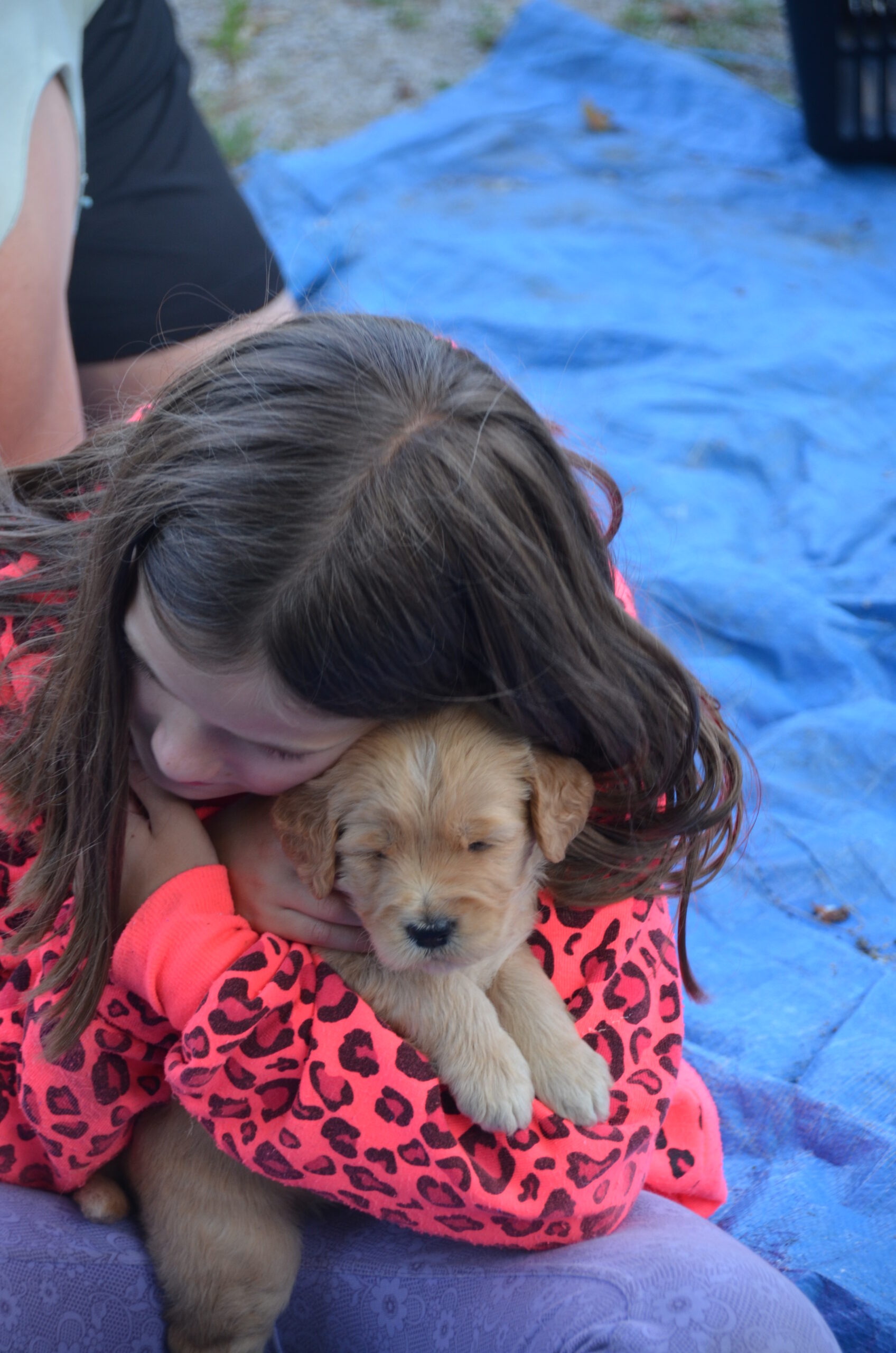 Girl holding Goldendoodle puppy.