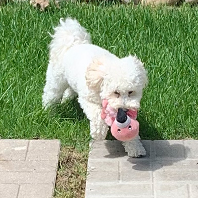 White mini doodle named Bailey