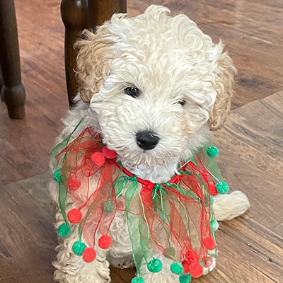 White mini doodle puppy named Bailey