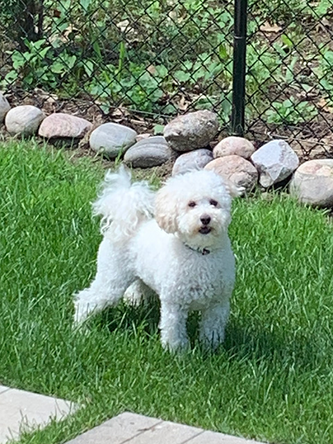 White mini doodle named Bailey