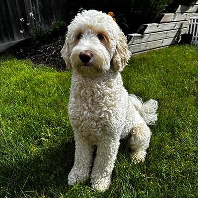 Apricot and Cream golden doodle named Jax