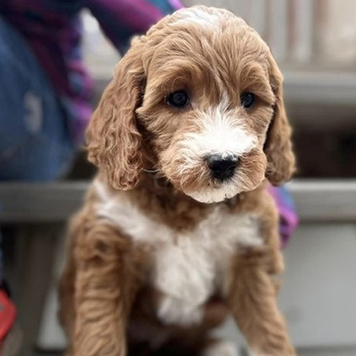 Brown and white golden doodle puppy named Roxie