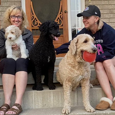 Light coloured Goldendoodle named Jax with some friends