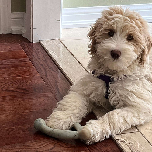 Light coloured Goldendoodle named Jax