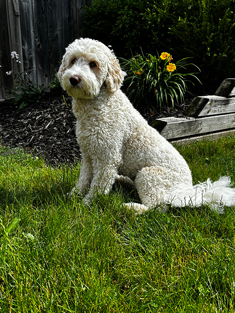 Light coloured Goldendoodle named Jax