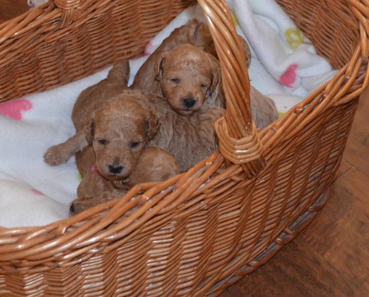 Mini Goldendoodle Puppies | Bailey & Mojo