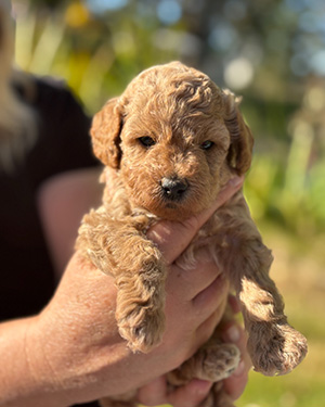 Bailey & Mojo, mini Goldendoodle puppy