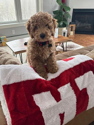 Bailey & Mojo, mini Goldendoodle puppy