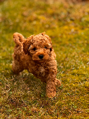 Bailey & Mojo, mini Goldendoodle puppy