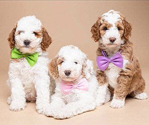 Three Golden Doodle Puppies, mom Kayleigh