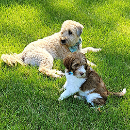 Golden Doodle Puppy, mom Molly