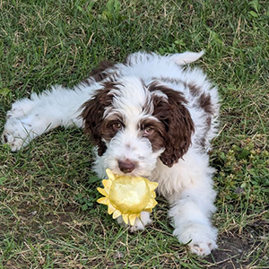 Golden Doodle Puppy, mom Molly