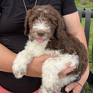 Golden Doodle Puppy, mom Molly