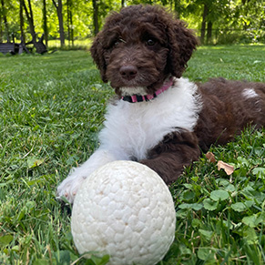 Golden Doodle Puppy, mom Molly