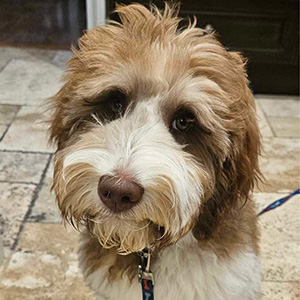 Golden Doodle Puppy, mom Molly