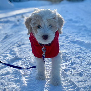 Golden Doodle Puppy, mom Zoey