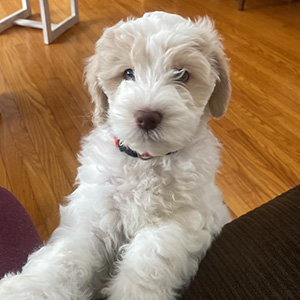 Golden Doodle Puppy, mom Zoey