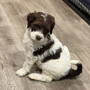 Golden Doodle Puppy, mom Zoey