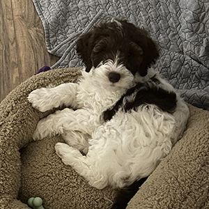 Golden Doodle Puppy, mom Zoey