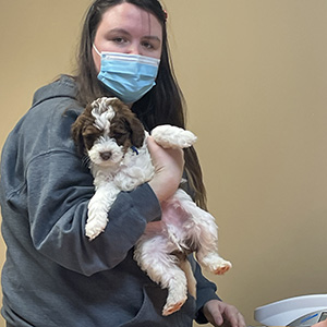 Golden Doodle Puppy, mom Zoey