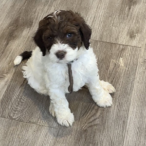 Golden Doodle Puppy, mom Zoey