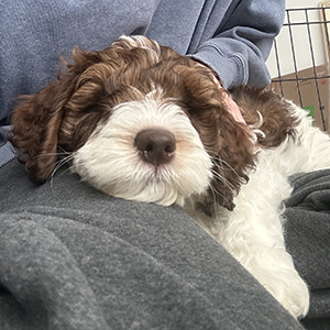 Golden Doodle Puppy, mom Zoey