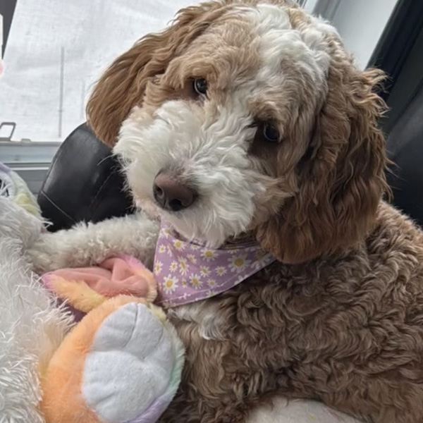 Daisy, Apricot/White, Multi-generational goldendoodle