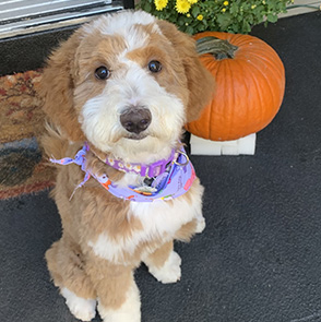 Daisy, Apricot/White, Multi-generational goldendoodle