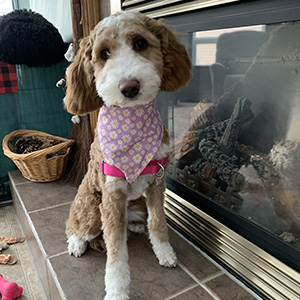 Daisy, Apricot/White, Multi-generational goldendoodle