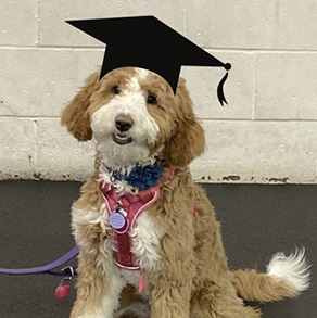 Daisy, Apricot/White, Multi-generational goldendoodle